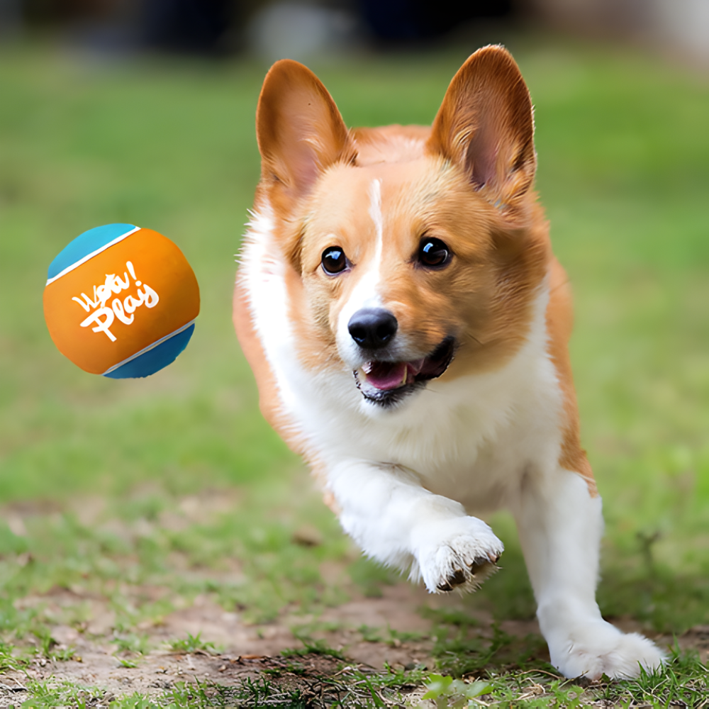 AeroFetch │ Long Range Tennis Ball Launcher