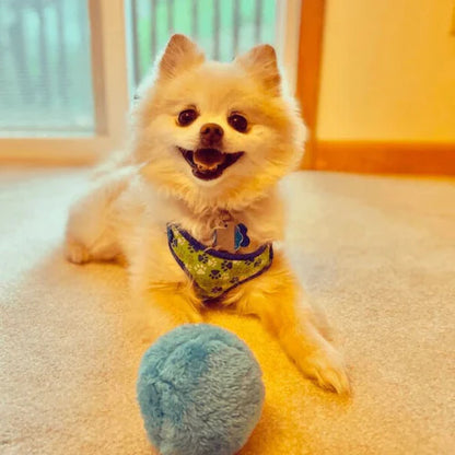 RolliPlay | Automatic Moving Dog Ball with 4 Color Ball Cover
